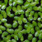 Schwimmpflanze Lemna minor - Kleine Wasserlinse in Dose
