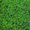 Schwimmpflanze Lemna minor - Kleine Wasserlinse in Dose
