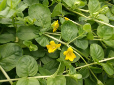 Lysimachia nummularia, grünes Pfennigkraut, Münzkraut
