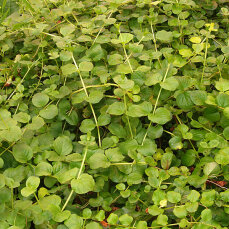 Lysimachia nummularia, grünes Pfennigkraut, Münzkraut
