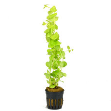 Lysimachia nummularia Aurea, gelbes Pfennigkraut