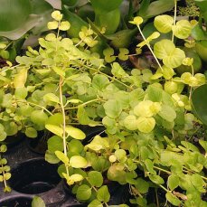 Lysimachia nummularia Aurea, gelbes Pfennigkraut