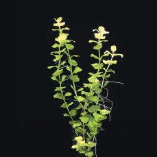 Lysimachia nummularia Aurea, gelbes Pfennigkraut