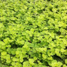 Lysimachia nummularia Aurea, gelbes Pfennigkraut