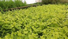 Lysimachia nummularia Aurea, gelbes Pfennigkraut