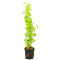 Lysimachia nummularia Aurea, gelbes Pfennigkraut