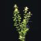 Lysimachia nummularia Aurea, gelbes Pfennigkraut