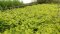 Lysimachia nummularia Aurea, gelbes Pfennigkraut