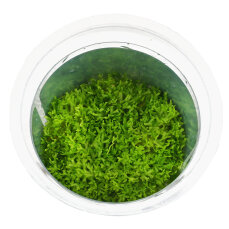 Riccia fluitans in der Dose