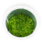 Riccia fluitans in der Dose