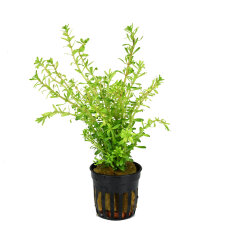 Rotala spec. - Rotala boschii grüne Rotala