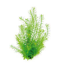 Rotala spec. - Rotala boschii grüne Rotala