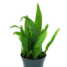Microsorum mini Green Gnom - Zwergjavafarn