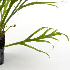 Microsorum "Trident" - Geweihartiger Javafarn
