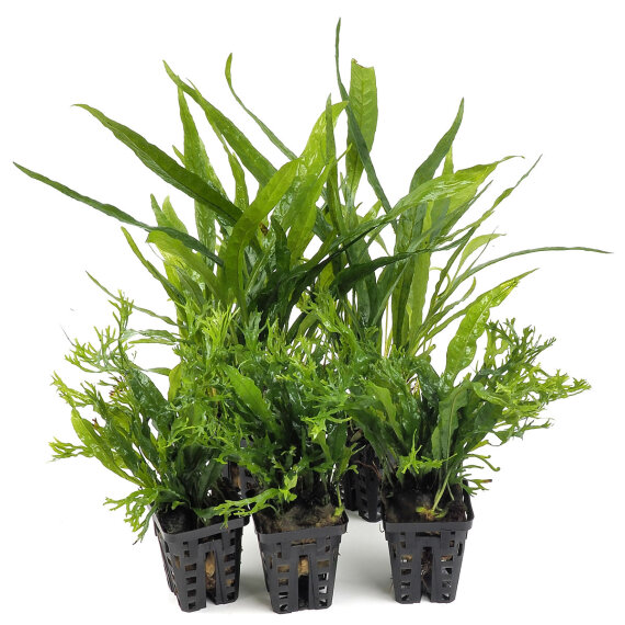2 Microsorum "Narrow" + 3 x Microsorum "Windelov"