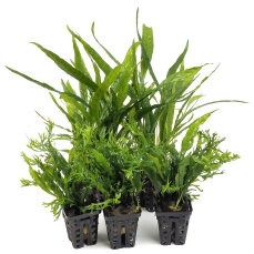 2 Microsorum "Narrow" + 3 x Microsorum...