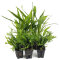 2 Microsorum "Narrow" + 3 x Microsorum "Windelov"