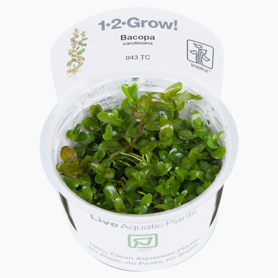 Bacopa caroliniana - Karolina-Fettblatt, Großes Fettblatt InVitro