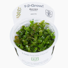 Bacopa caroliniana - Karolina-Fettblatt, Großes...