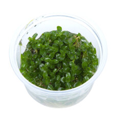 Bacopa caroliniana - Karolina-Fettblatt, Großes Fettblatt InVitro