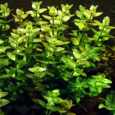 Bacopa caroliniana - Karolina-Fettblatt, Großes Fettblatt InVitro