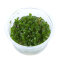 Bacopa caroliniana - Karolina-Fettblatt, Großes Fettblatt InVitro