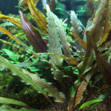 Cryptocoryne undulata Broad Leaf - Breitblättriger Gewellter Wasserkelch InVitro