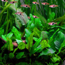 Cryptocoryne wendtii "Green" - Wendts...