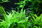 Helanthium bolivianum "Quadricostatus" - Zwergsumpfblüte InVitro