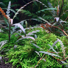 Hygrophila pinnatifida - Fiederspaltiger Wasserfreund...