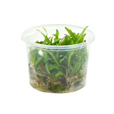 Cryptocoryne spec. -Green Gecko- InVitro Pflanze
