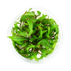 Cryptocoryne spec. -Green Gecko- InVitro Pflanze