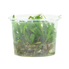 Cryptocoryne spec. -Green Gecko- InVitro Pflanze
