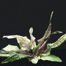 Cryptocoryne spec. -Green Gecko- InVitro Pflanze
