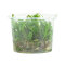 Cryptocoryne spec. -Green Gecko- InVitro Pflanze