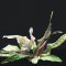 Cryptocoryne spec. -Green Gecko- InVitro Pflanze