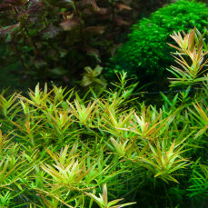 Rotala sp. Vietnam "H Ra"  ("Gia...