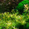 Rotala sp. Vietnam "H Ra"  ("Gia Lai") Laborpflanze