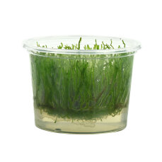 Flammenmoos - Taxiphyllum spec. Flame InVitro Dennerle