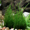 Flammenmoos - Taxiphyllum spec. Flame InVitro Dennerle
