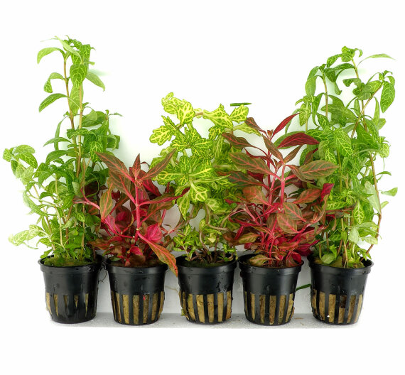 5 Aquarienpflanzen mit panaschierten Blättern