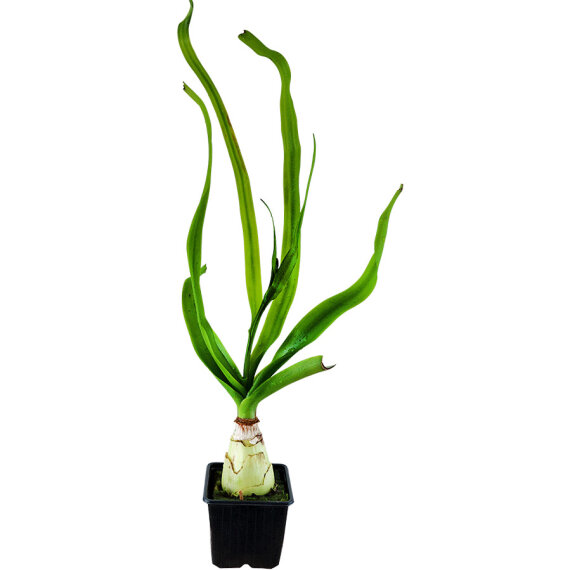 Thailand-Wasserlilie (Crinum thaianum) XL-Pflanze
