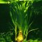 Thailand-Wasserlilie (Crinum thaianum) XL-Pflanze