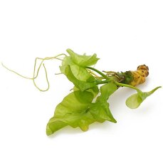 Japanische Teichrose (Nuphar japonica) Knolle/Rhizom