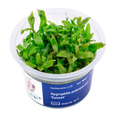Hygrophila polysperma sunset, Rosanervis InVitro