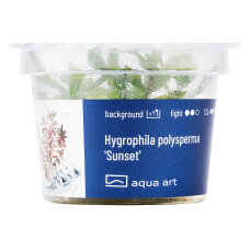 Hygrophila polysperma sunset, Rosanervis InVitro