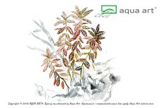 Hygrophila polysperma sunset, Rosanervis InVitro