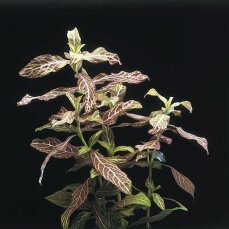 Hygrophila polysperma sunset, Rosanervis InVitro
