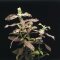 Hygrophila polysperma sunset, Rosanervis InVitro