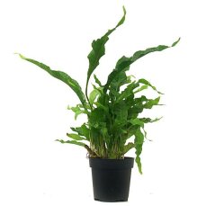 Microsorum pteropus Mutterpflanze